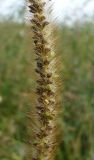 Setaria pumila