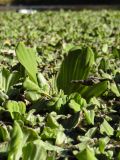 Pistia stratiotes