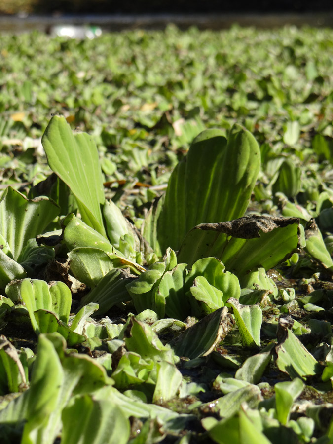 Изображение особи Pistia stratiotes.