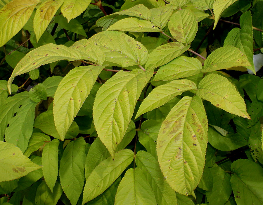 Image of Aralia cordata specimen.