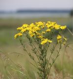 Senecio jacobaea