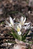 Colchicum kesselringii. Цветущие растения. Южный Казахстан, левобережье Сыр-Дарьи выше Сюткента. 28.03.2014.