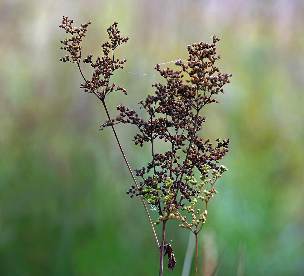 Изображение особи Filipendula ulmaria.