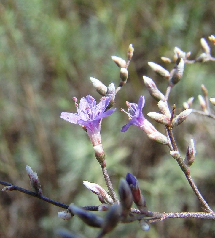Image of Limonium coriarium specimen.