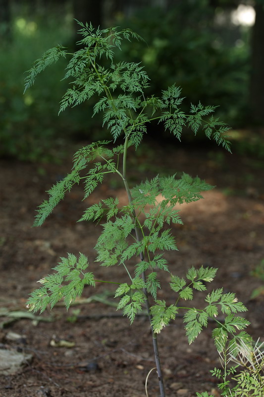 Изображение особи Conium maculatum.