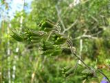 Aconitum volubile. Верхушка побега с незрелыми плодами-многолистовками (с увеличенным числом листовок). Томская обл., окр. г. Томск, лесной луг. 23.08.2009.