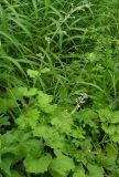 Adenocaulon adhaerescens