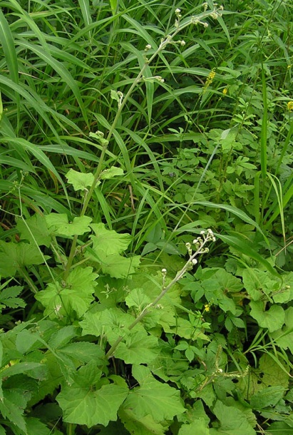 Изображение особи Adenocaulon adhaerescens.