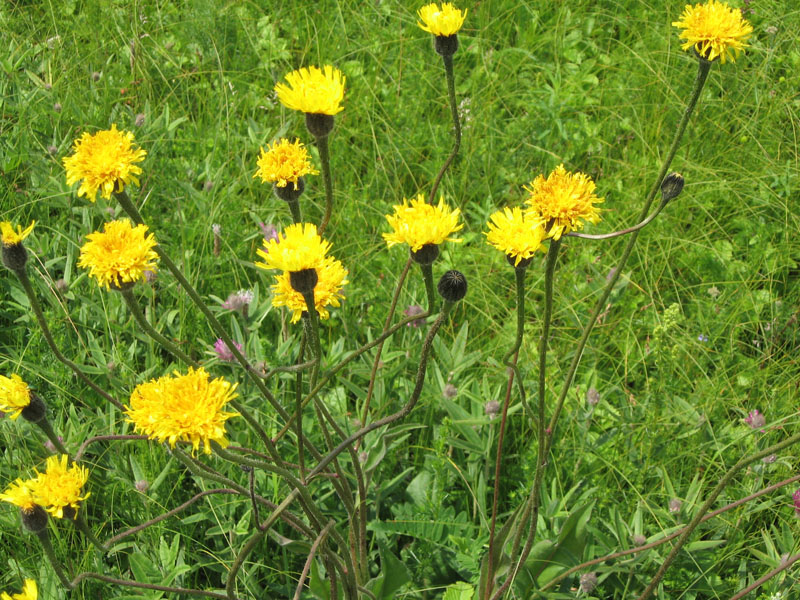 Изображение особи Trommsdorffia maculata.