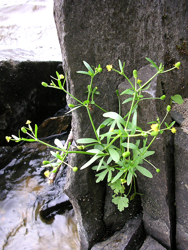 Изображение особи Ranunculus sceleratus.