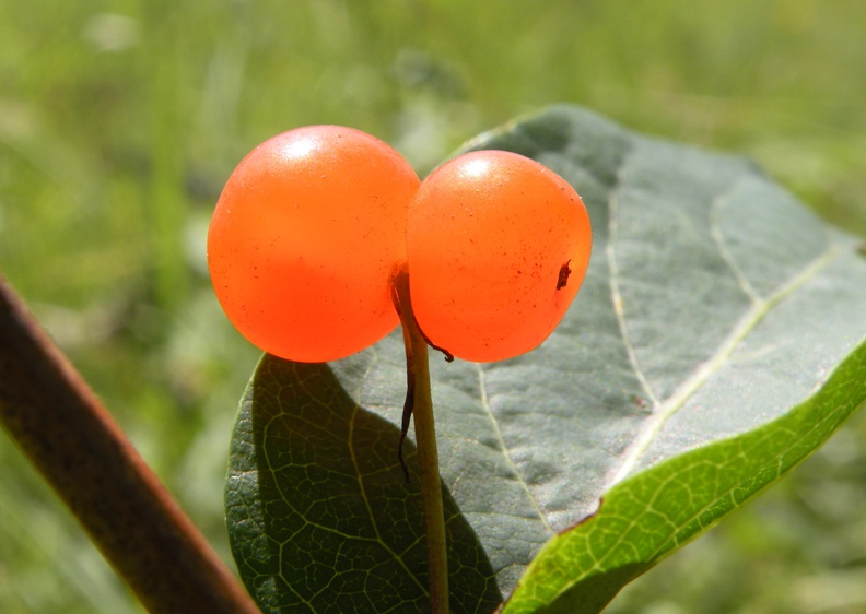Image of Lonicera tatarica specimen.