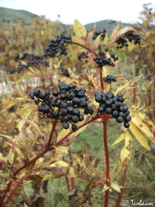 Image of Sambucus ebulus specimen.