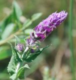 Salvia tesquicola. Соцветие с бутонами. Волгоградская обл., оз. Эльтон. 27.05.2007.