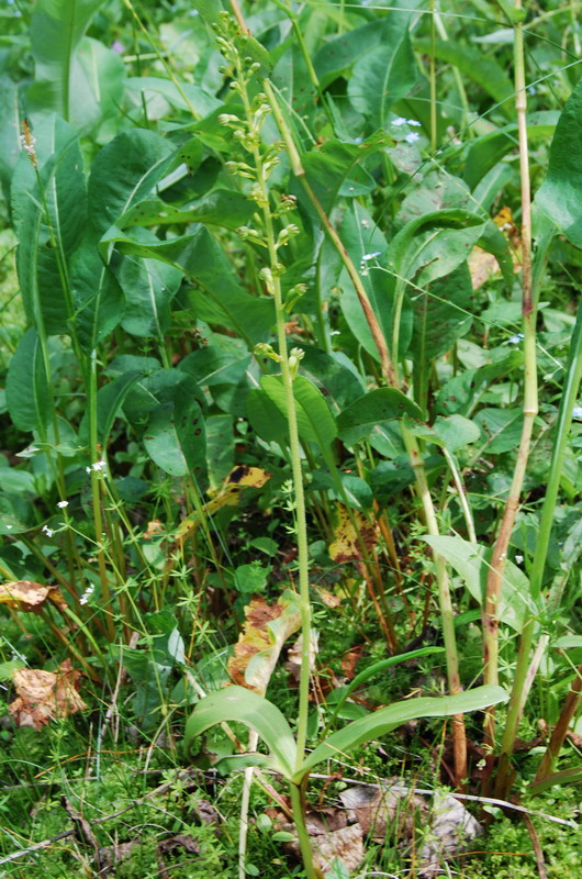 Image of Listera ovata specimen.