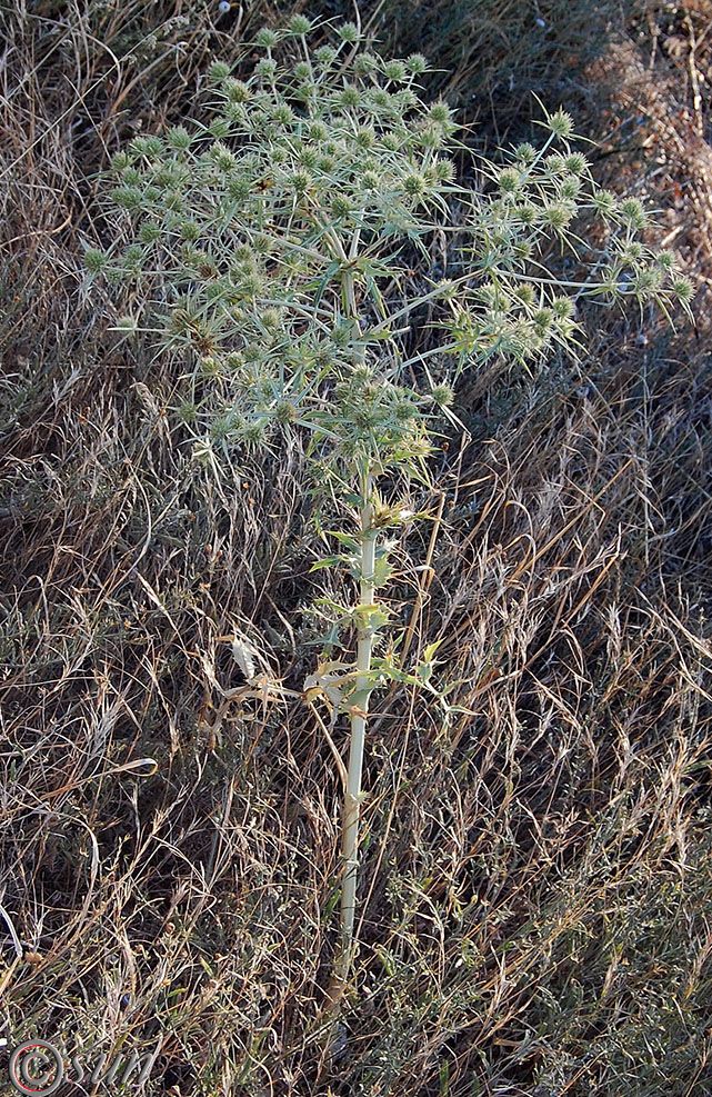 Image of Eryngium campestre specimen.