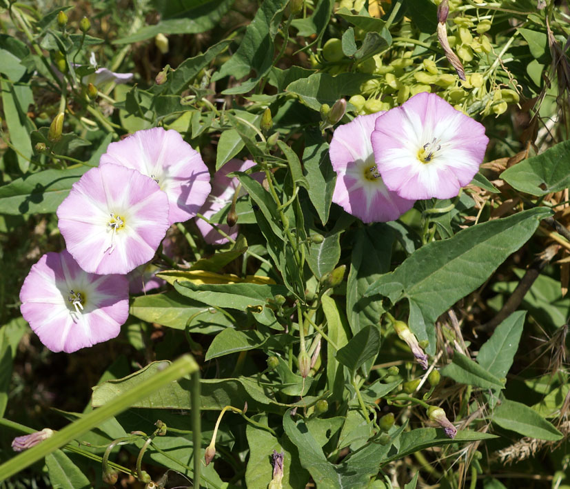 Изображение особи Convolvulus arvensis.