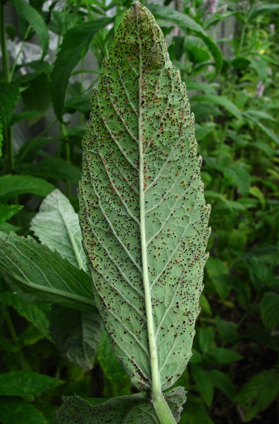 Image of Mentha longifolia specimen.