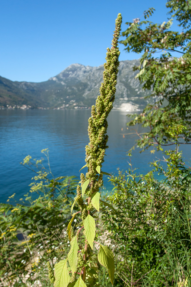 Изображение особи Amaranthus retroflexus.