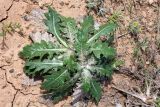 Cousinia pseudoaffinis. Прикорневые розетки листьев. Узбекистан, Ташкентская обл., Кибрайский р-н, предгорные холмы в окр. пос. Майский. 28.03.2015.