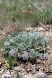 Oxytropis trichocalycina