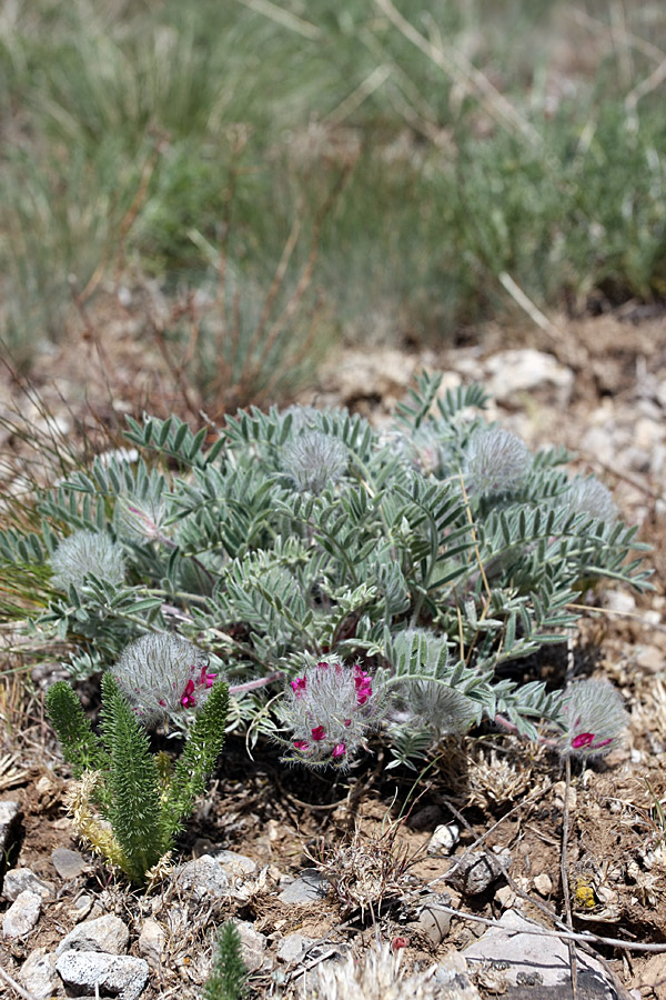 Изображение особи Oxytropis trichocalycina.