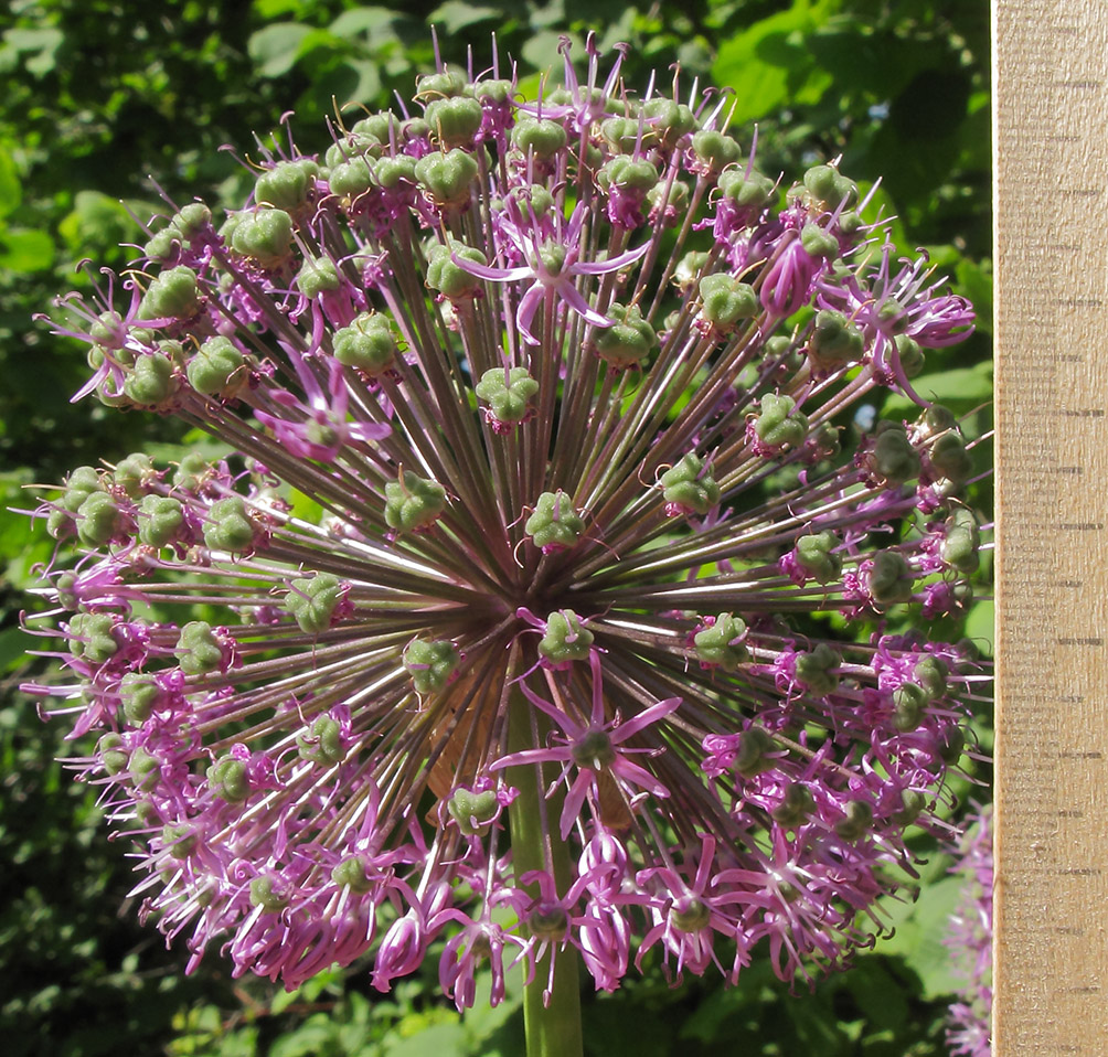 Изображение особи Allium altissimum.