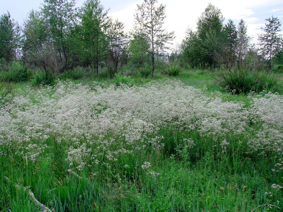 Image of Gypsophila altissima specimen.