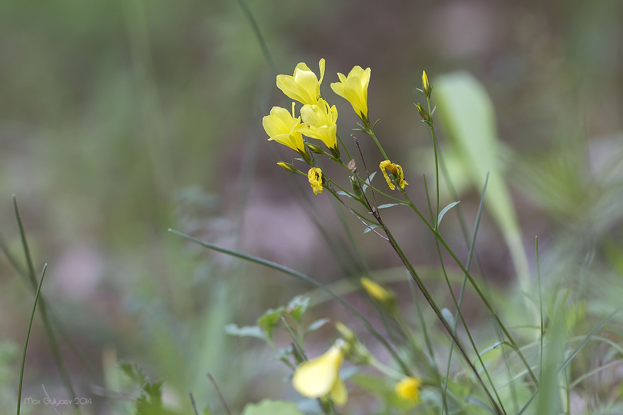 Изображение особи Linum tauricum.