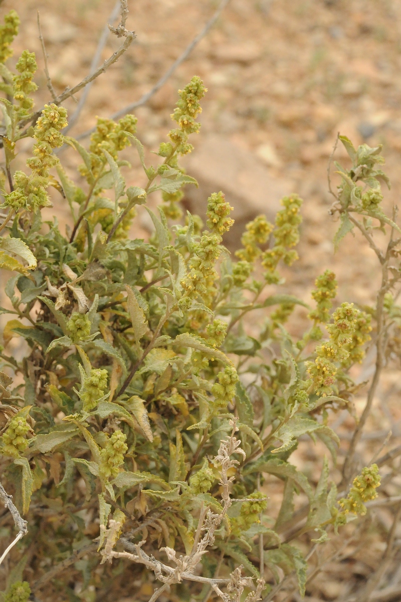 Image of Ambrosia deltoidea specimen.