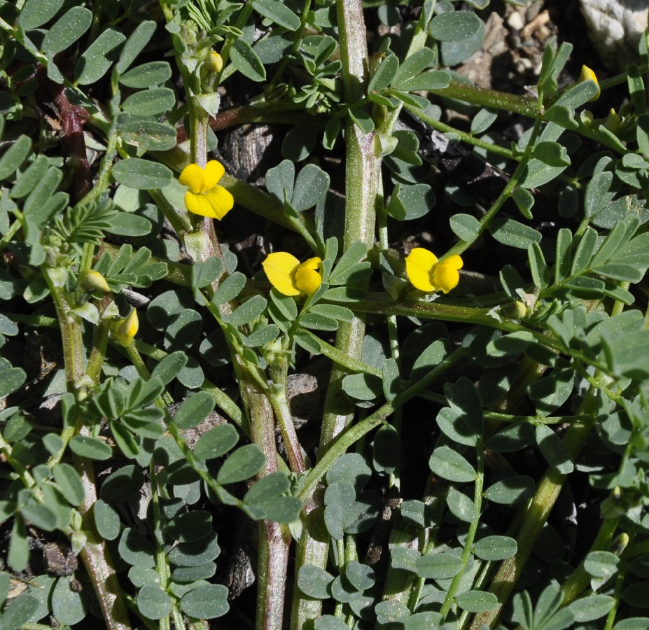 Image of Hippocrepis unisiliquosa specimen.