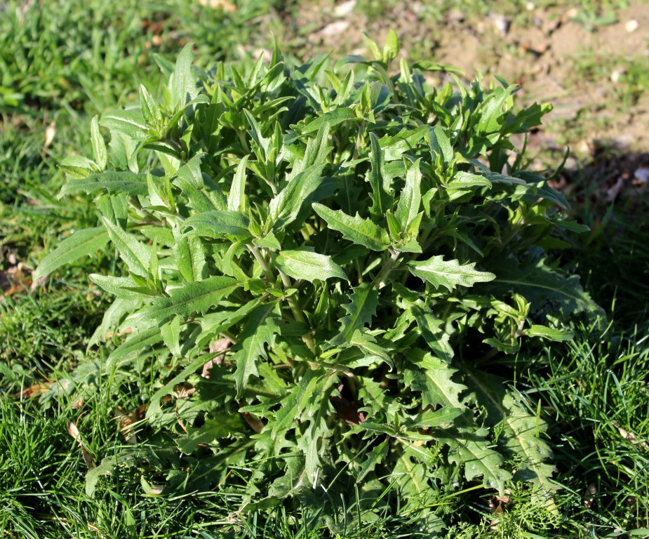 Изображение особи семейство Brassicaceae.