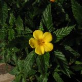 Turnera ulmifolia. Верхушка цветущего побега. Испания, Канарские о-ва, Гран Канария, муниципалитет San Bartolome de Tirajana, Maspalomas, в озеленении. 2 марта 2010 г.