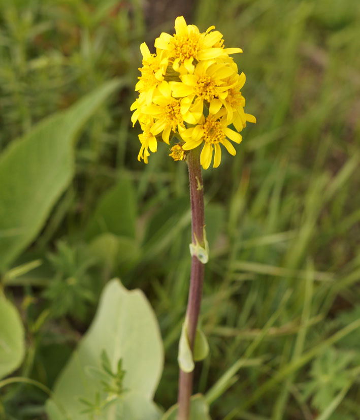 Изображение особи Ligularia alpigena.