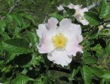 genus Rosa