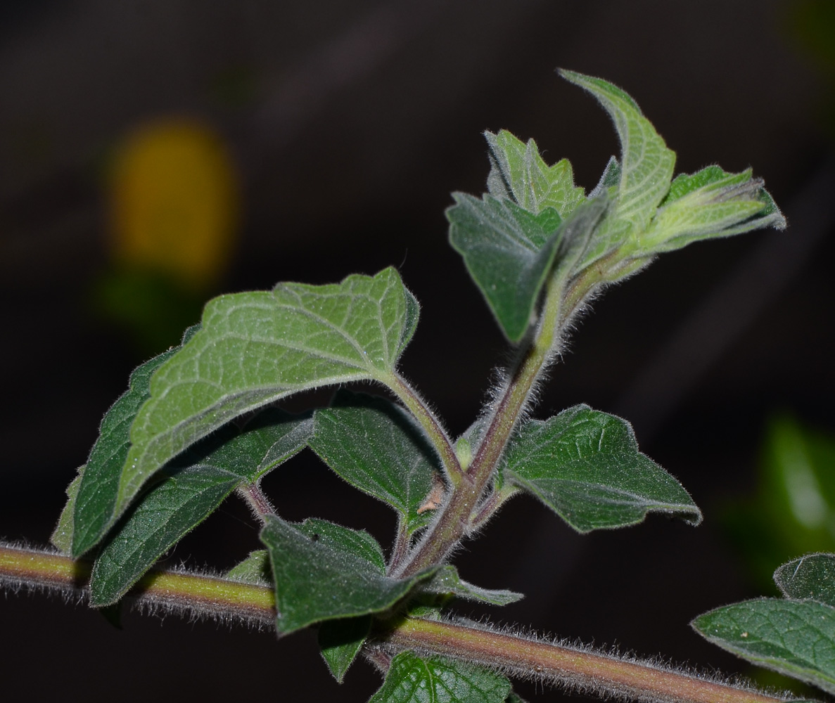 Image of Ceratotheca triloba specimen.