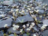 Sedum oppositifolium