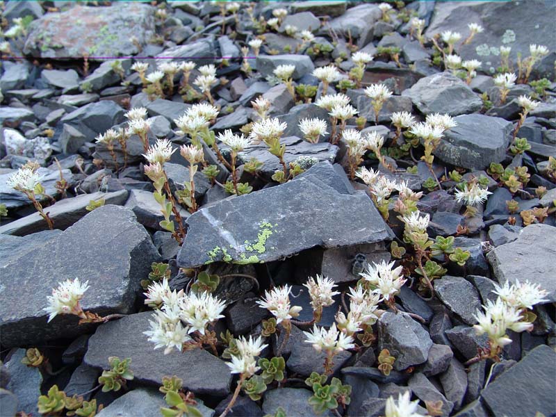 Image of Sedum oppositifolium specimen.