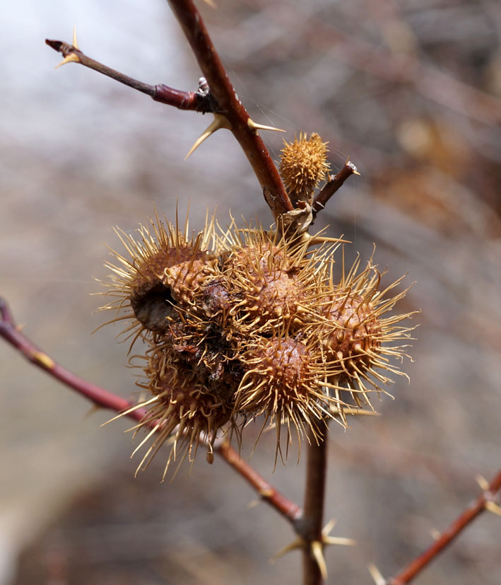 Image of genus Rosa specimen.