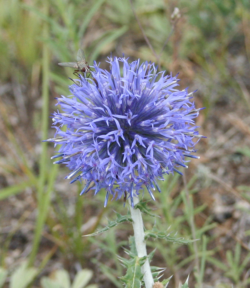 Image of Echinops sibiricus specimen.