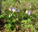 Aquilegia parviflora. Верхушка побега с цветком и бутонами. Якутия (Саха), южные окр. г. Якутска, тайга. 11.06.2012.