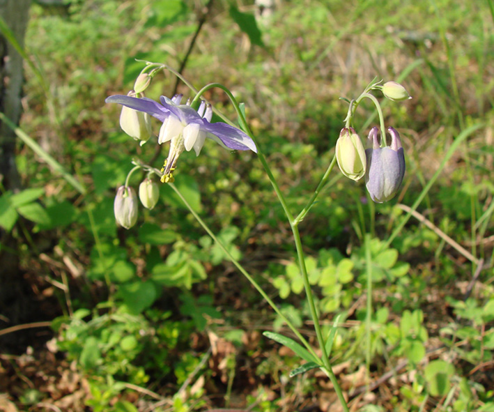 Изображение особи Aquilegia parviflora.