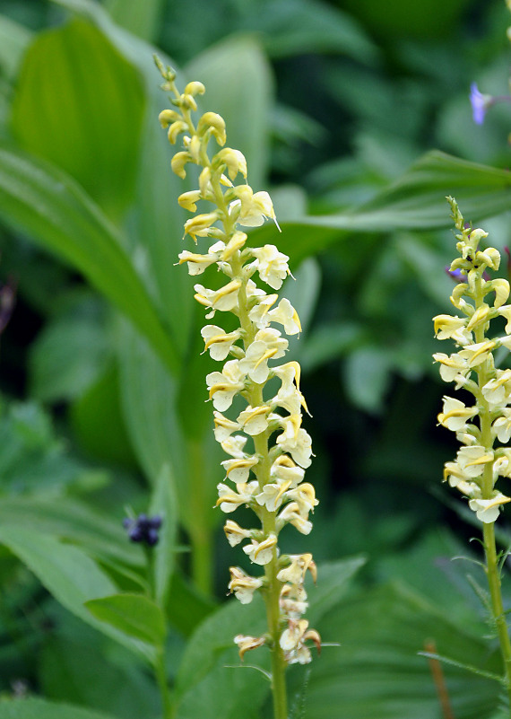 Image of Pedicularis incarnata specimen.