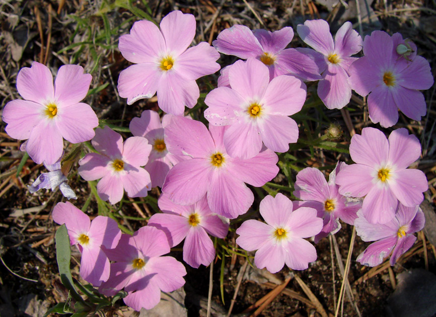 Image of Phlox sibirica specimen.