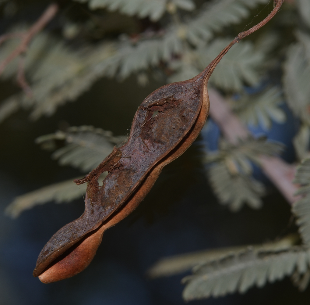 Изображение особи Acacia baileyana.