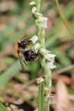 Spiranthes spiralis