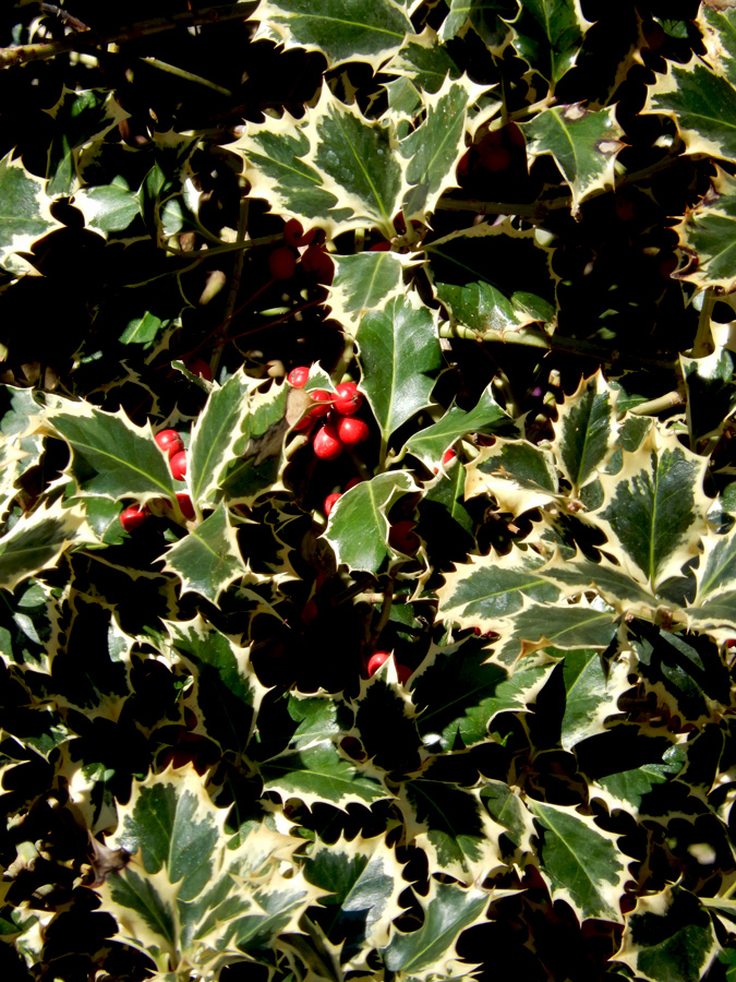 Image of Ilex aquifolium specimen.