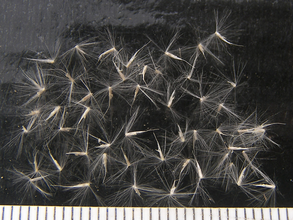 Image of Calamagrostis canescens specimen.