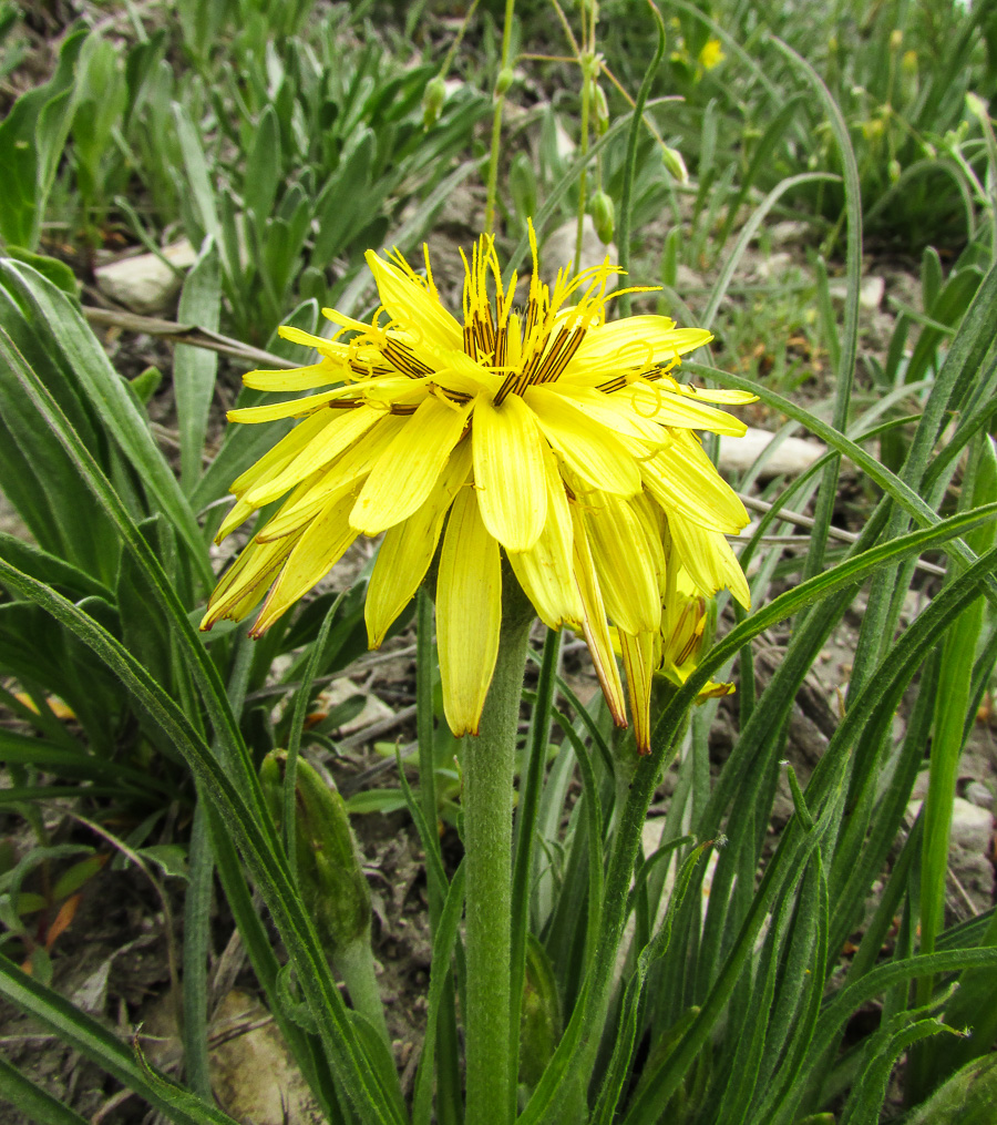 Image of Scorzonera mollis specimen.