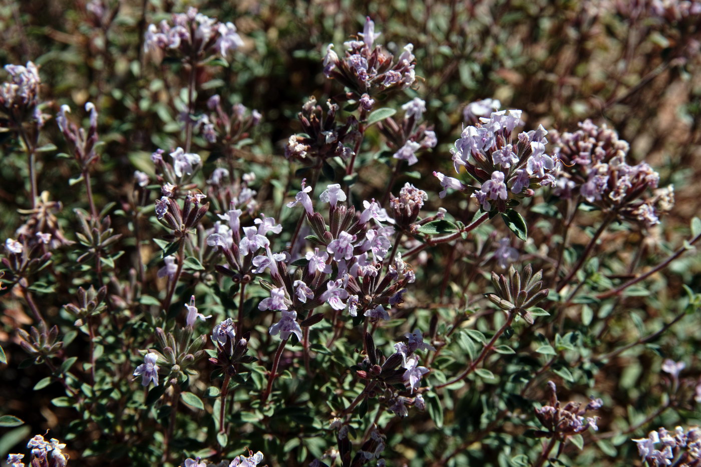 Изображение особи Ziziphora clinopodioides.