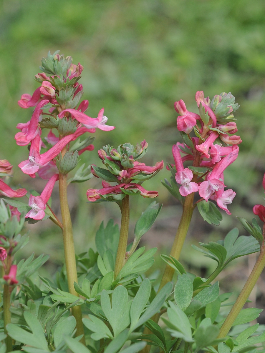 Изображение особи Corydalis solida.